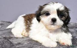 Pomeranian dogs for sale: Sweetie - Image 4