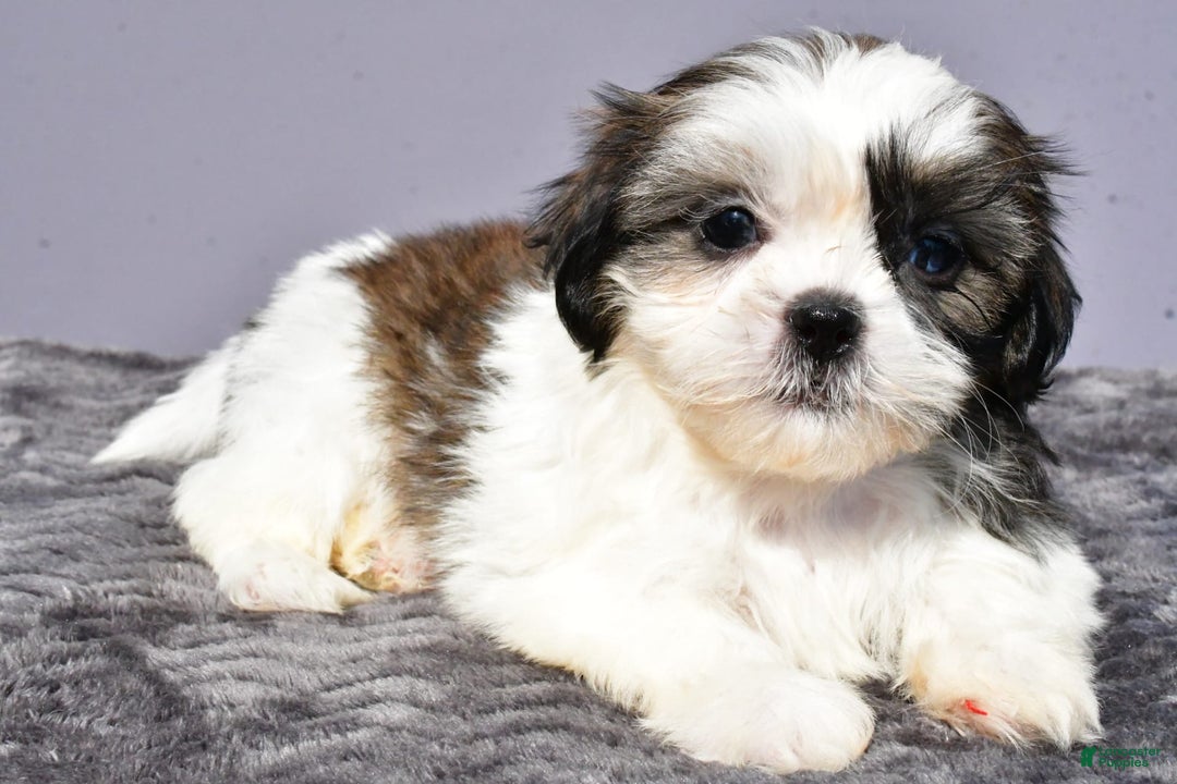 Pomeranian dogs for sale: Sweetie - Image 4