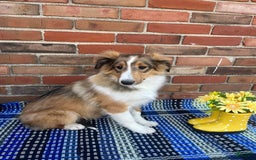 Shetland Sheepdog dogs for sale: Sawyer - Image 3
