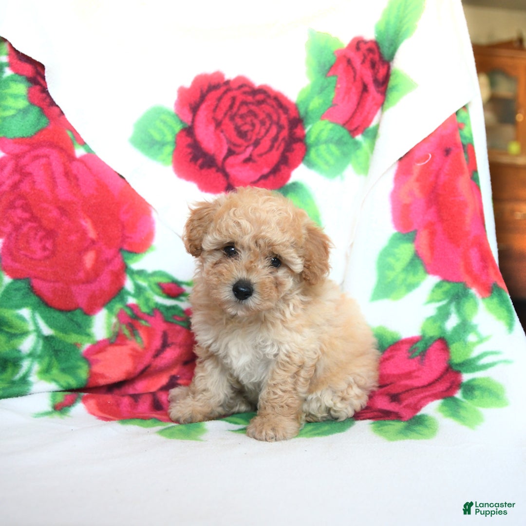 Toy Poodle dogs for sale: Toy Poodle 4 puppies - Image 12