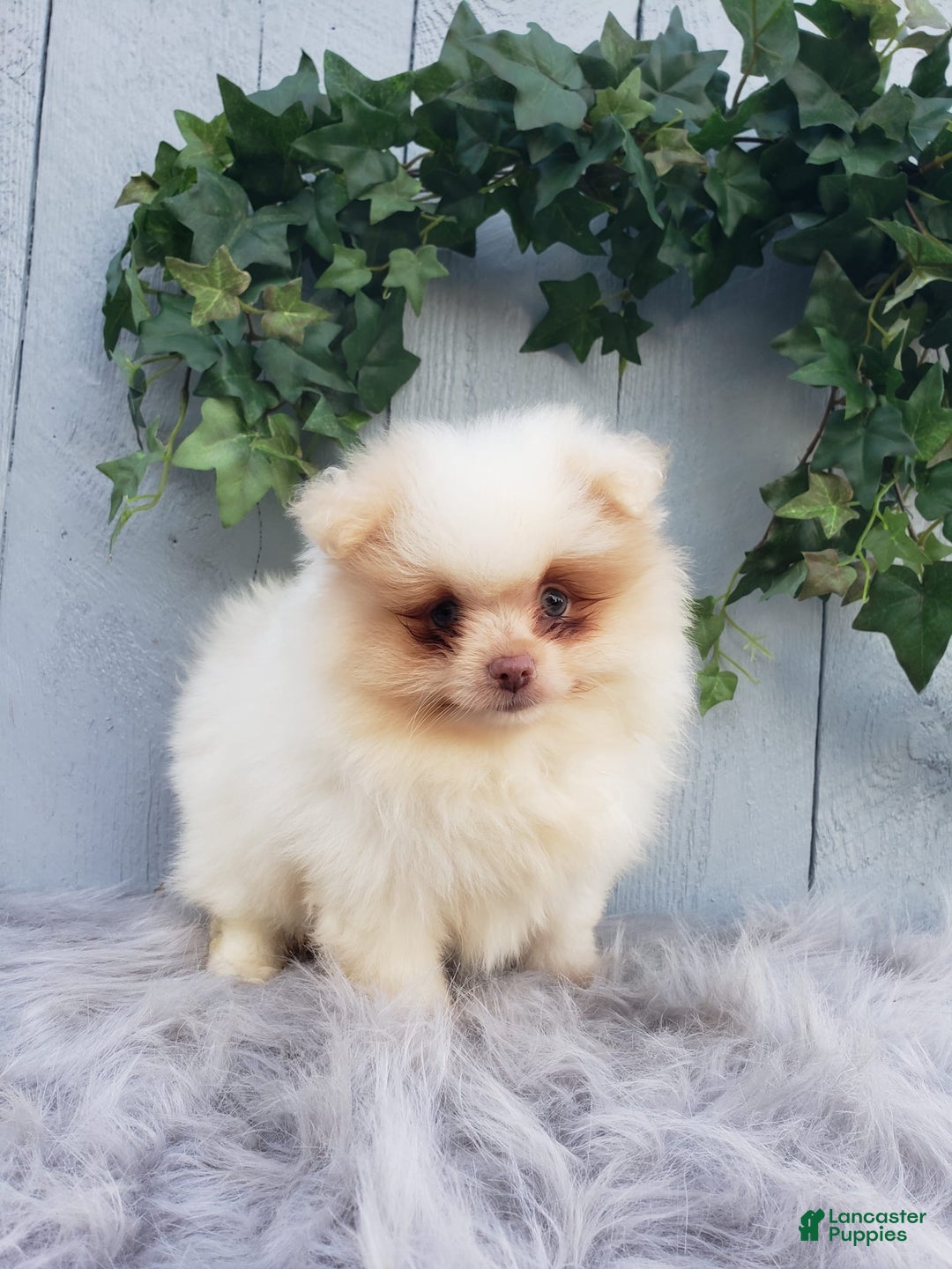 Pomeranian dogs for sale: Brody - Image 1