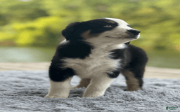Australian Shepherd dogs for sale: Ziggy - Image 5
