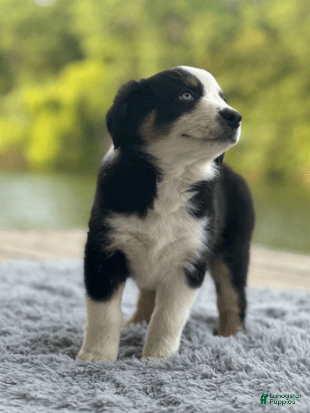 Australian Shepherd dogs for sale: Ziggy - Image 5