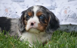 Cockalier dogs for sale: Reba - Image 9