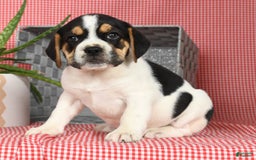 Beabull dogs for sale: Wynona - Image 6