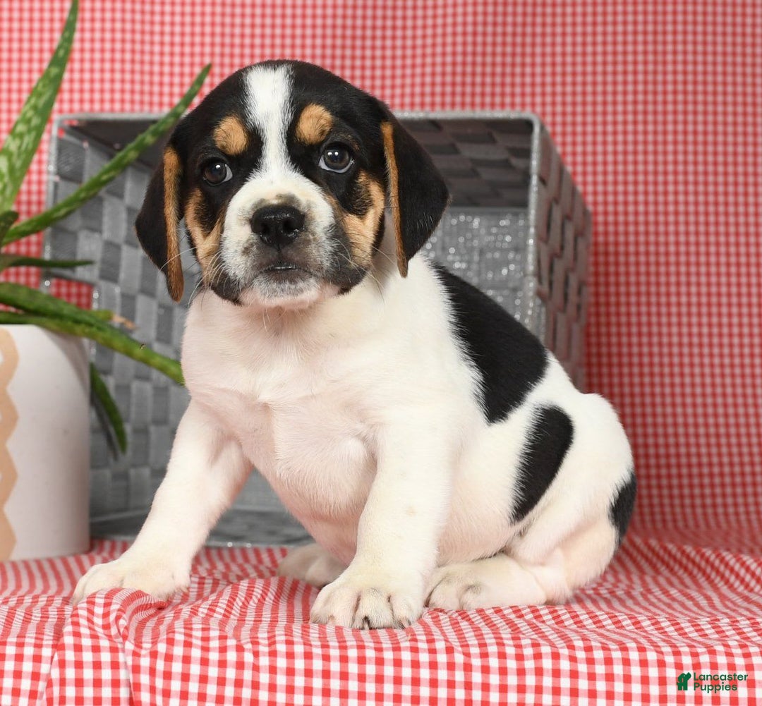 Beabull dogs for sale: Wynona - Image 6