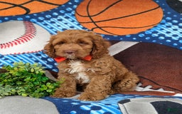 Cockapoo dogs for sale: Farlow - Image 5