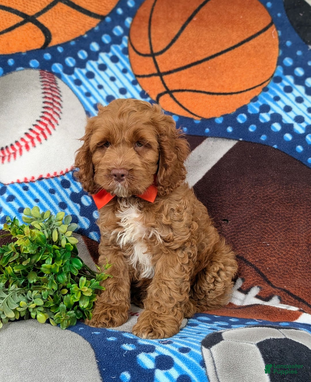 Cockapoo dogs for sale: Farlow - Image 5
