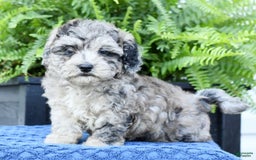 Havapoo dogs for sale: Carson - Image 1
