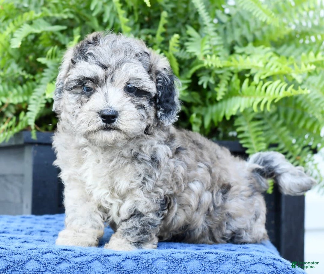 Havapoo dogs for sale: Carson - Image 1