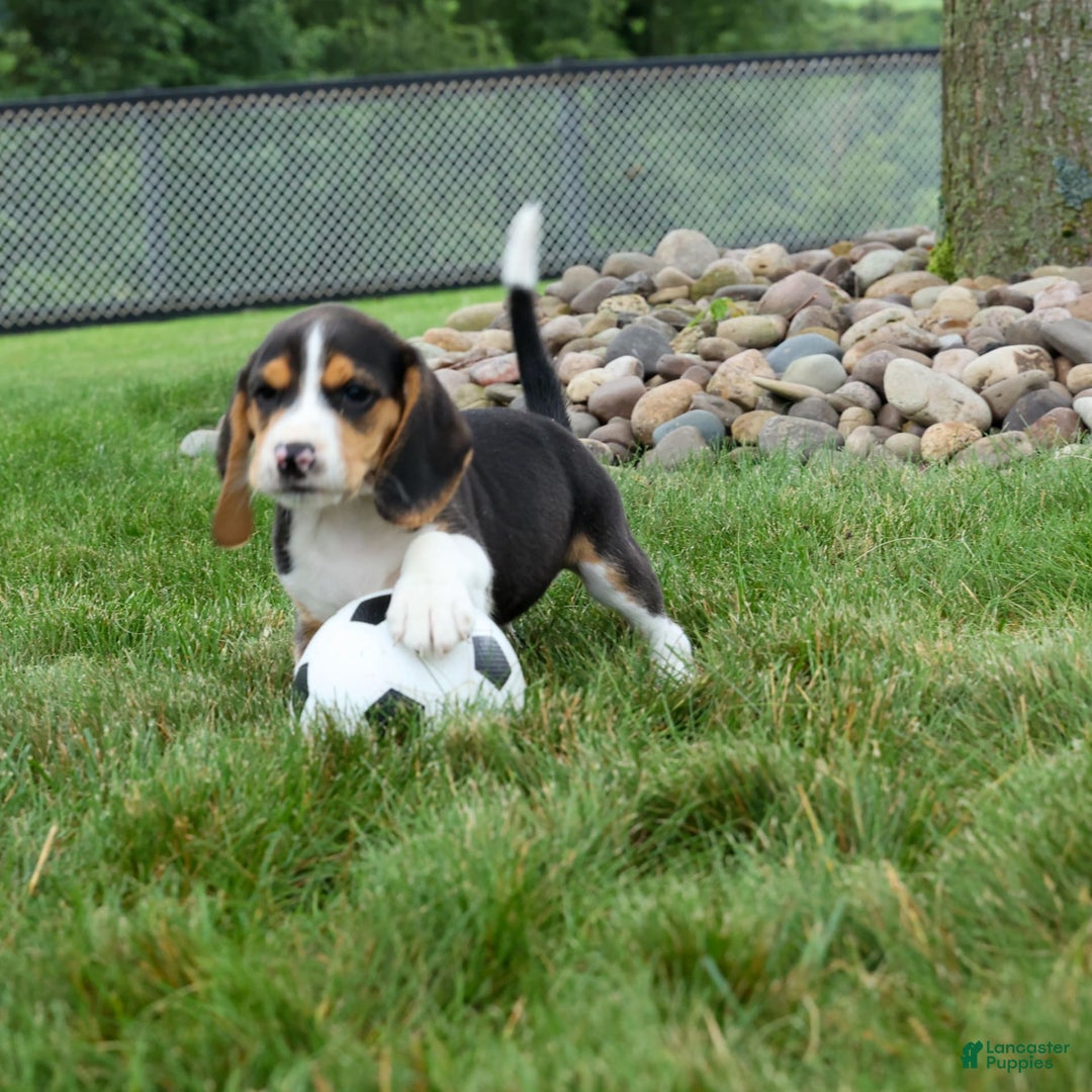 Beagle dogs for sale: Kirby - Image 8