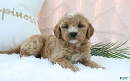  dogs for sale: Mini Goldendoodle 4 puppies - Image 3