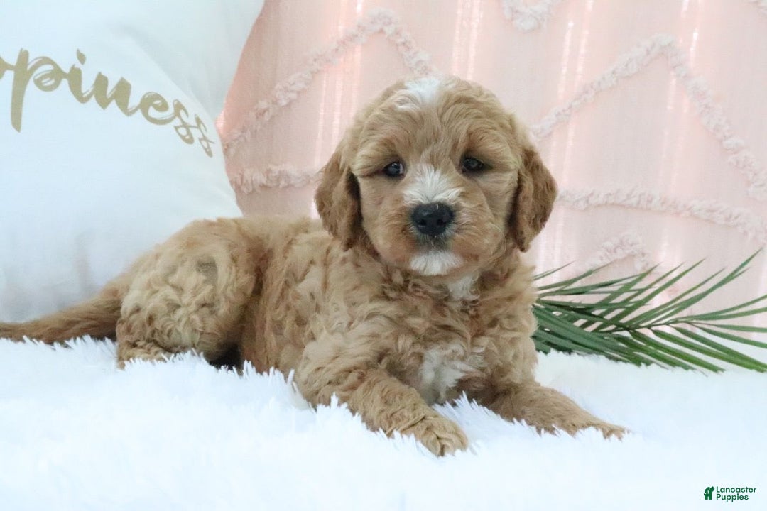  dogs for sale: Mini Goldendoodle 4 puppies - Image 3