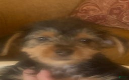 Yorkshire Terrier dogs for sale: Herbie - Image 3