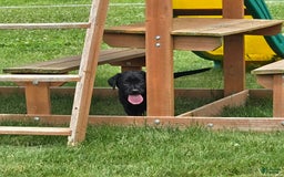 Labrador Retriever dogs for sale: Chuck - Image 6