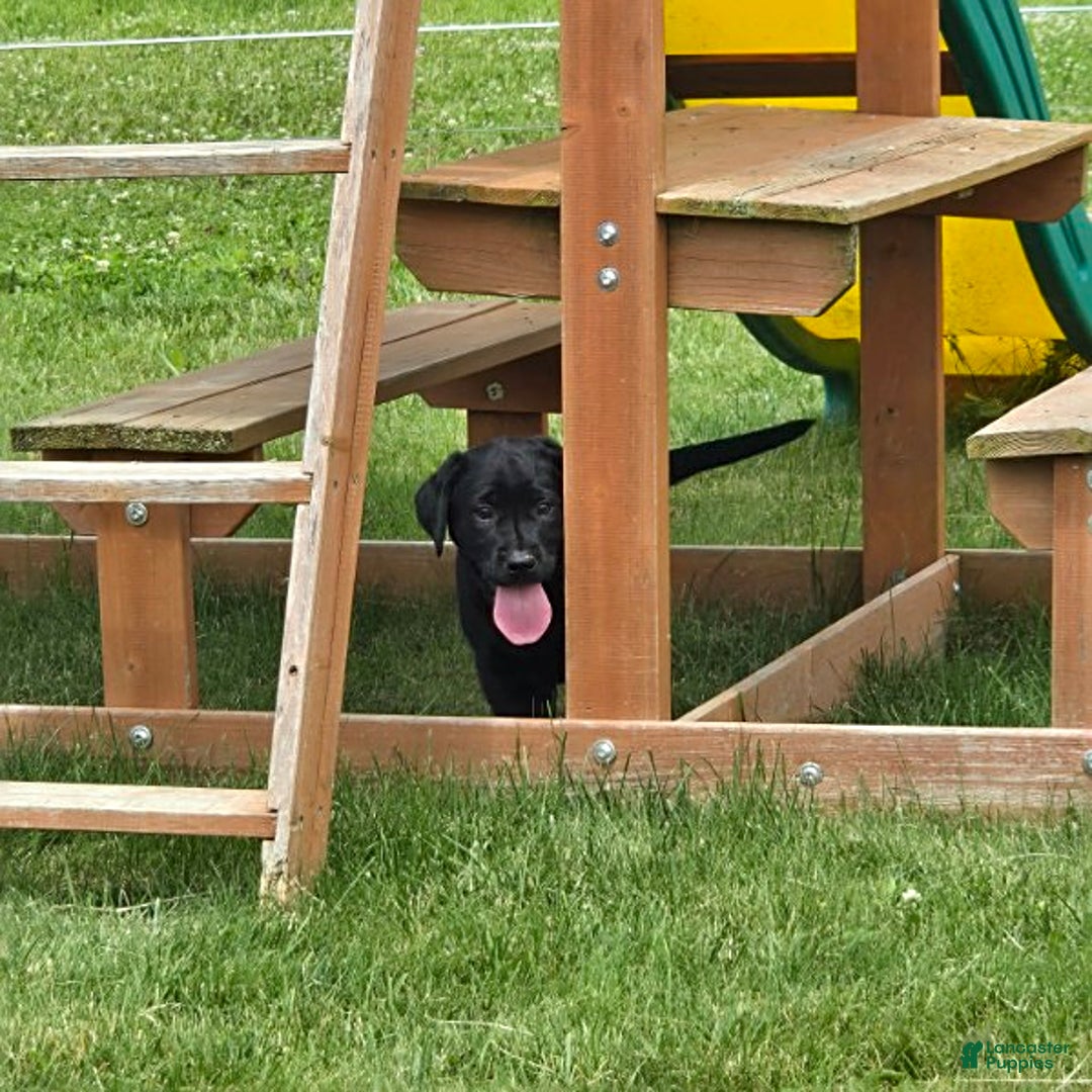 Labrador Retriever dogs for sale: Chuck - Image 6