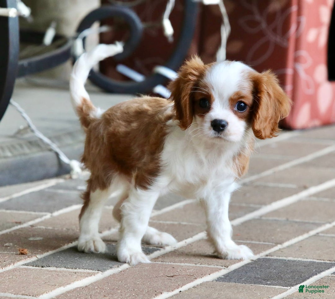Cavalier King Charles Spaniel dogs for sale: Loki - Image 2