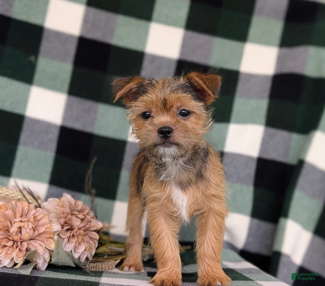 Shorkie dogs for sale: Brylee 9 Lbs Full Grown - Image 4