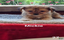 Shorkie dogs for sale: Mickie - Image 2