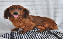 Miniature Dachshund dogs for sale: Alfie - Image 4