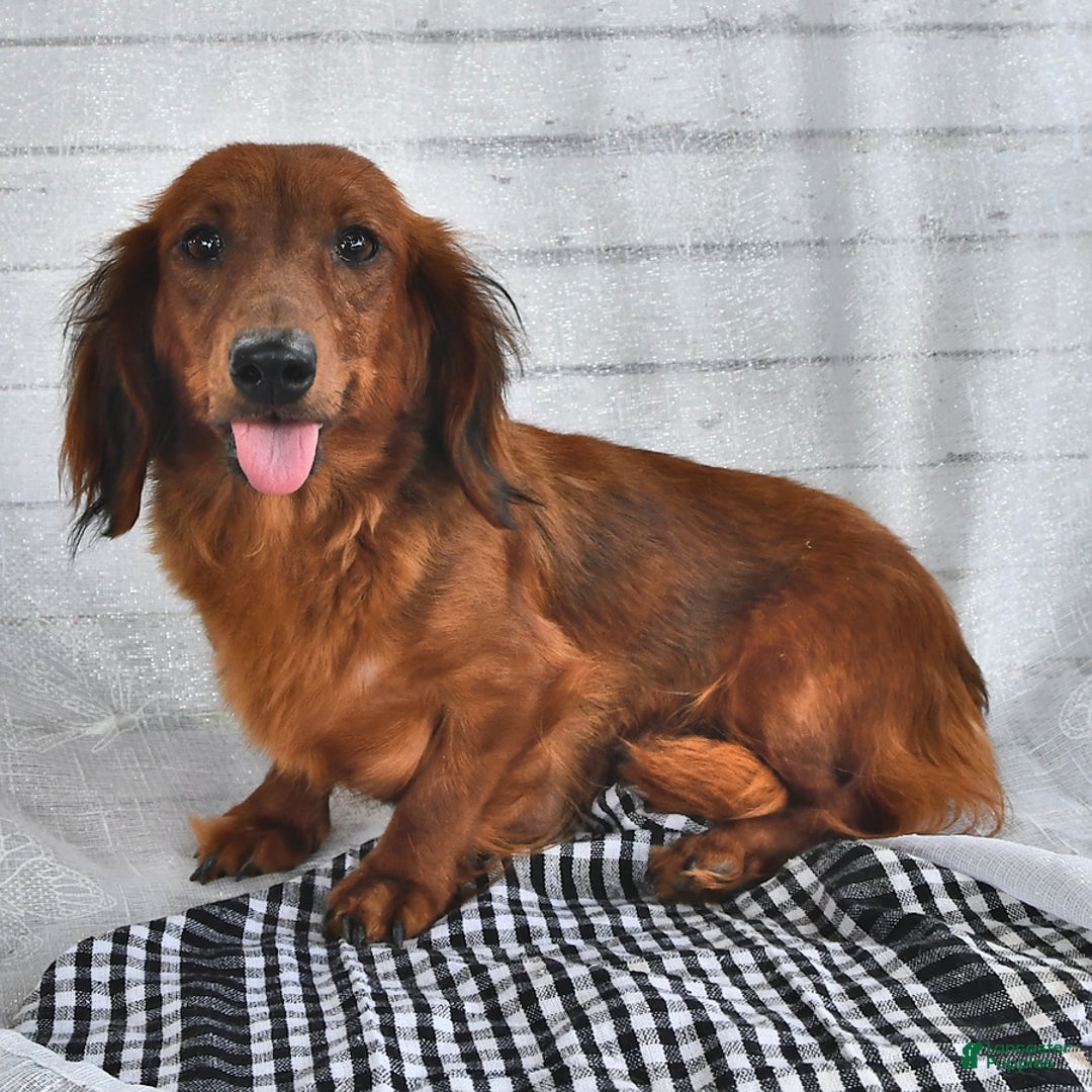 Miniature Dachshund dogs for sale: Alfie - Image 4