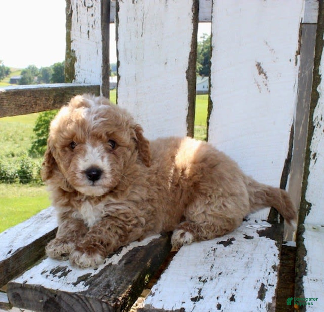 Mini Goldendoodle dogs for sale: Gwen - Image 3