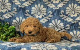Mini Goldendoodle dogs for sale: Harris Hypoallergenic - Image 4