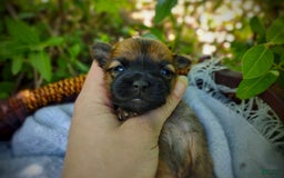 Morkie dogs for sale: Rare Gold Sable Firefly - Image 12