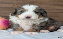 Mini Bernedoodle dogs for sale: Koda - Image 7