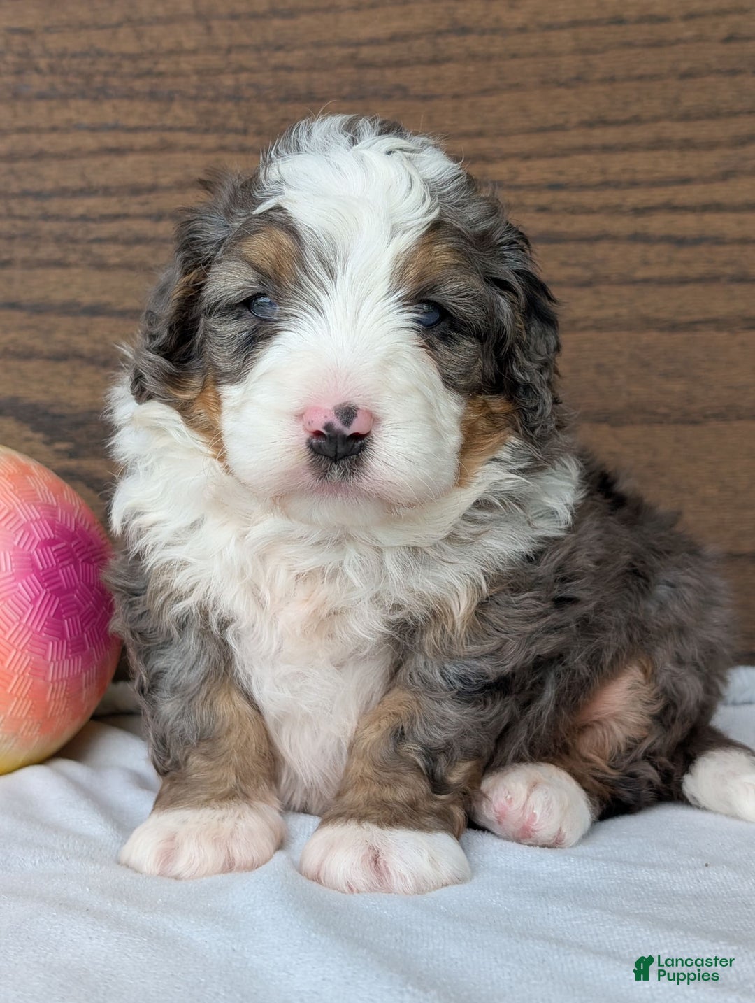 Mini Bernedoodle dogs for sale: Koda - Image 7