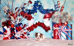Chihuahua dogs for sale: Victor - Image 2