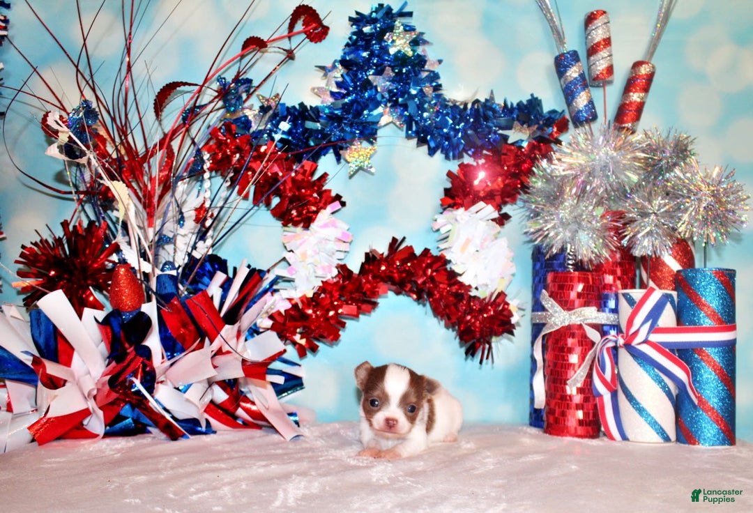Chihuahua dogs for sale: Victor - Image 2