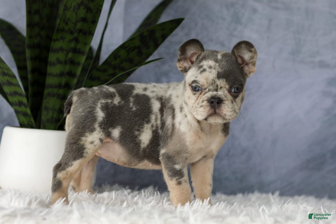 French Bulldog dogs for sale: Elsa - Image 5