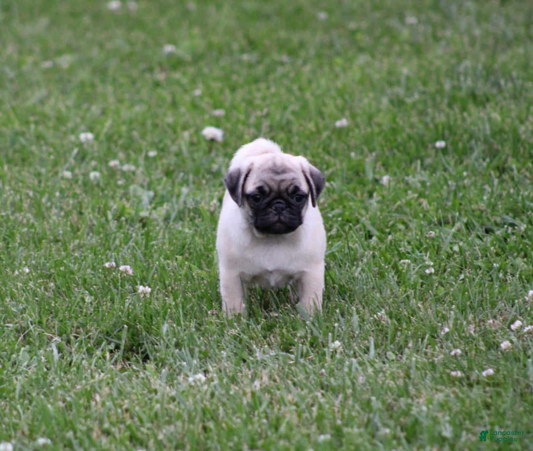 Pug dogs for sale: Edith - Image 3
