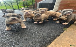 American Bully dogs for sale: Minnie - Image 1