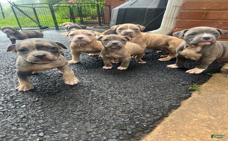 American Bully dogs for sale - Ad 1