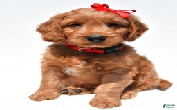 Mini Goldendoodle dogs for sale: Travis - Image 5