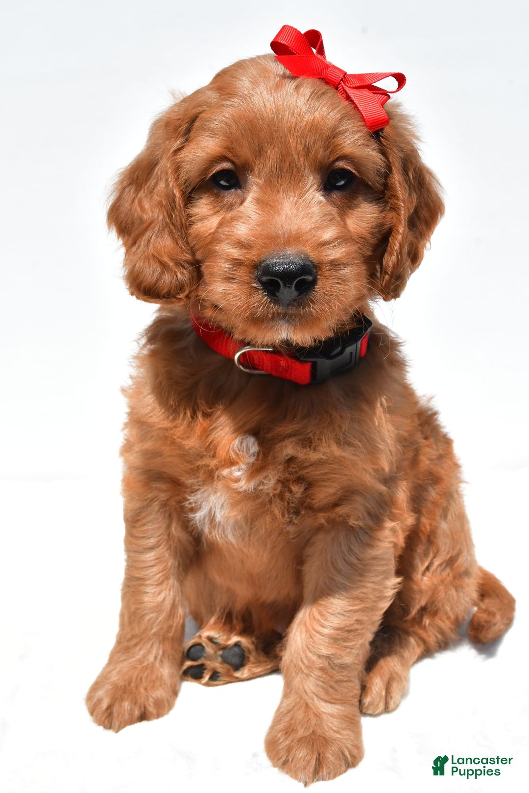 Mini Goldendoodle dogs for sale: Travis - Image 5