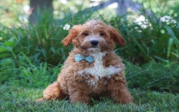 Mini Goldendoodle dogs for sale: Yellow Collar - Image 4