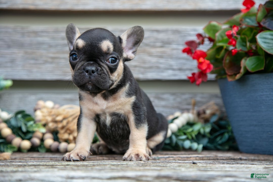 French Bulldog dogs for sale: Bella - Image 6