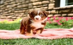 Australian Shepherd dogs for sale: Australian Shepherd 10 puppies - Image 25