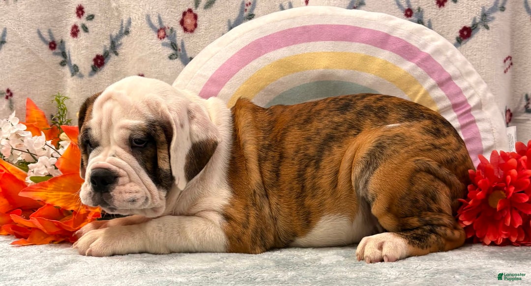 English Bulldog dogs for sale: Damarias 30428 - Image 2