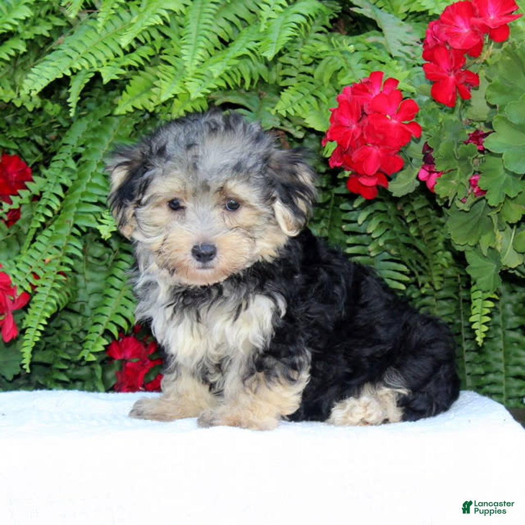 Morkie dogs for sale: Freddy - Image 1
