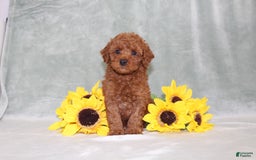 Miniature Poodle dogs for sale: Velcro - Image 1