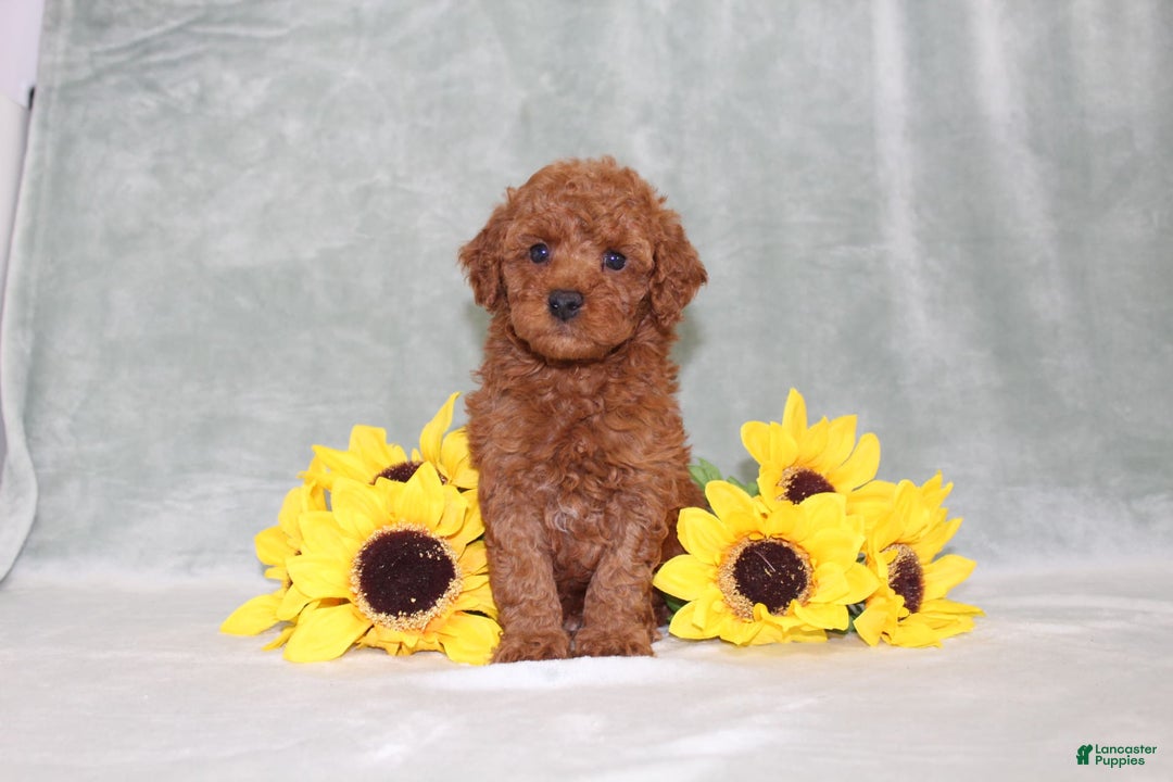 Miniature Poodle dogs for sale: Velcro - Image 1