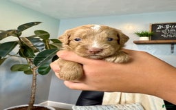 Mini Goldendoodle dogs for sale: Asher - Image 2