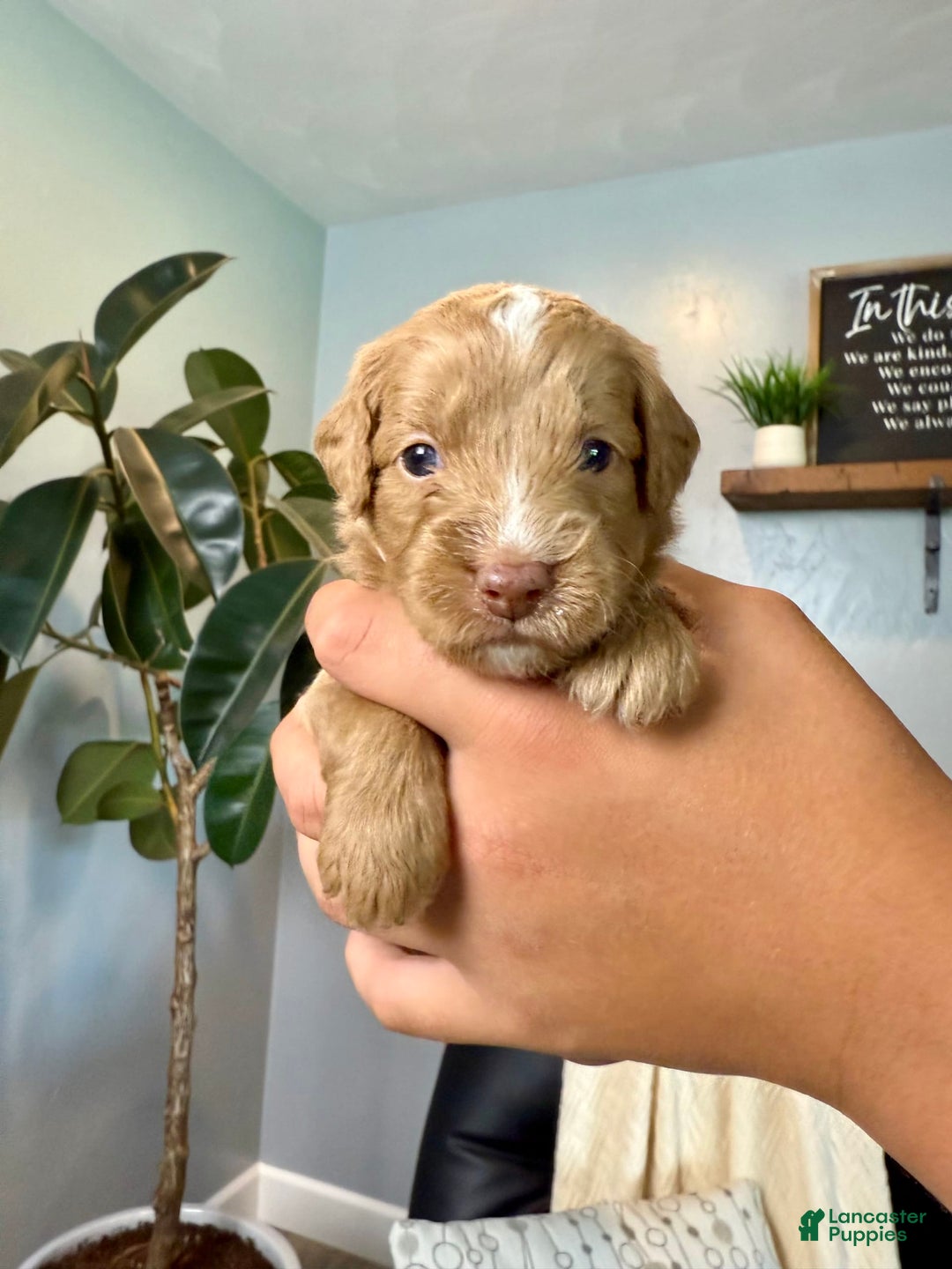 Mini Goldendoodle dogs for sale: Asher - Image 2