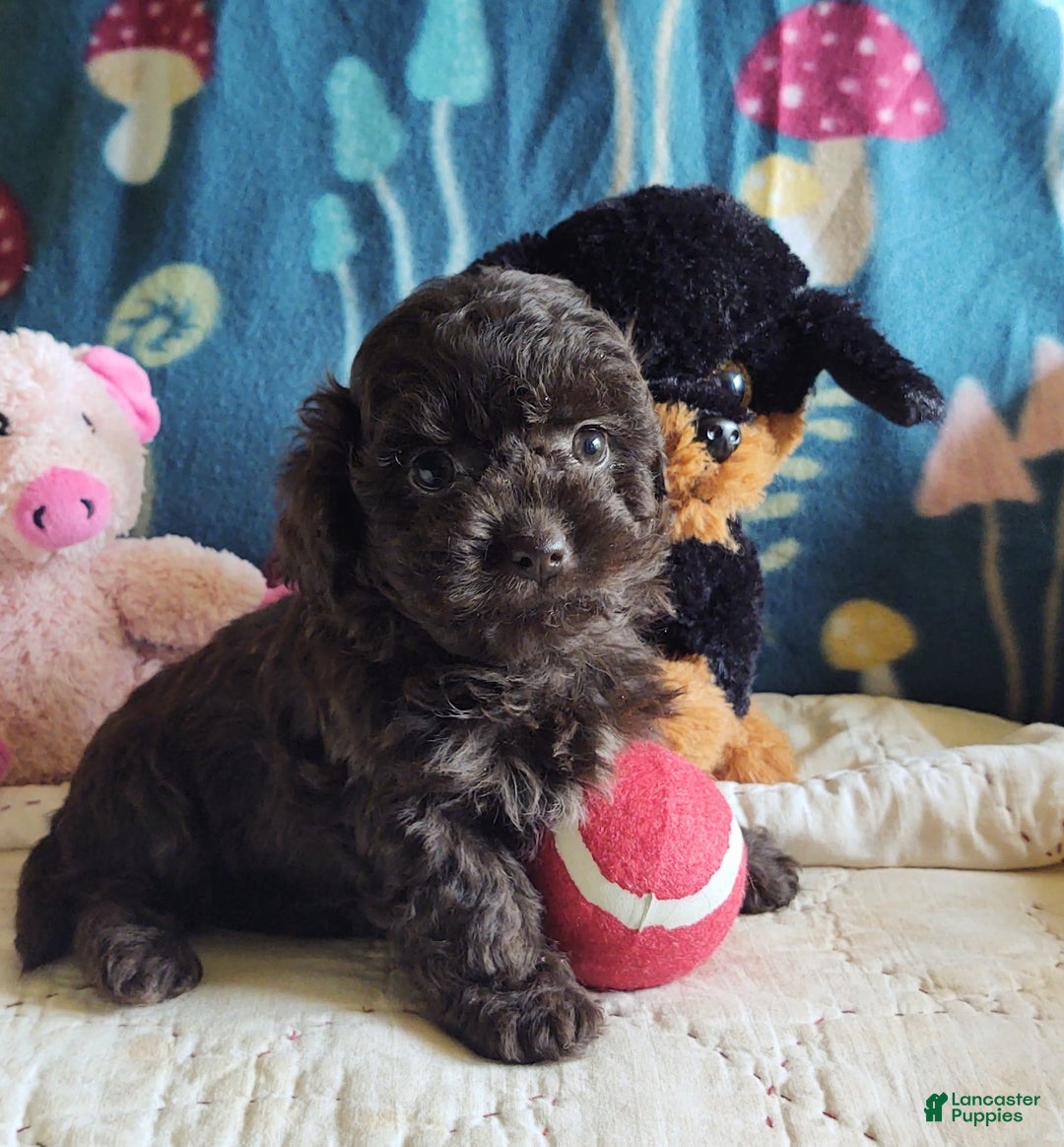 Maltipoo dogs for sale: Count Chocolate - Image 25