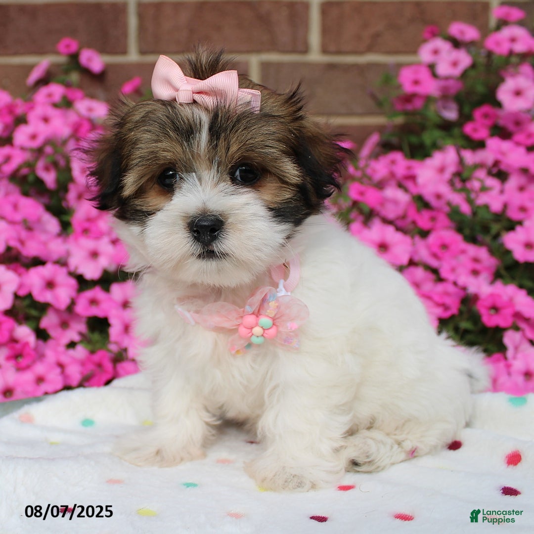 Malshi dogs for sale: Avery - Image 2