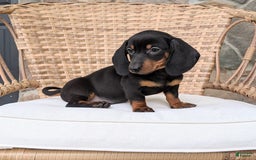 Miniature Dachshund dogs for sale: Freddie - Image 6